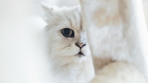 Amante dei gatti? Hai già installato una gattaiola? Ecco tutto quello … – Moondo (Blog)