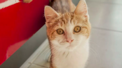 Gatti | Peritonite infettiva felina, FIP: le cose da sapere – AgoraVox Italia