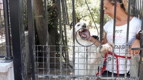Cani e gatti sotto sgombero al canile del Termine: adottateli – Corriere Fiorentino