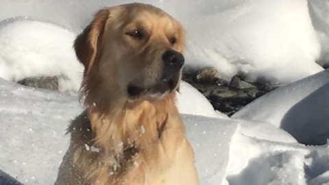 Addio Buddy, muore il cane da soccorso Allarme bocconi avvelenati … – L'Eco di Bergamo