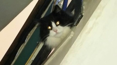 Minori non è un paese per gatti: EXCUSAZIO NON PETITA … – Positanonews