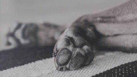 Perchè i cani vivono meno delle persone? La risposta di un … – PartannaLive.it