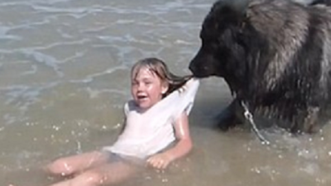 Fedeltà cani, video animali: cane soccorre bambina in mare – www.amoreaquattrozampe.it (Blog)