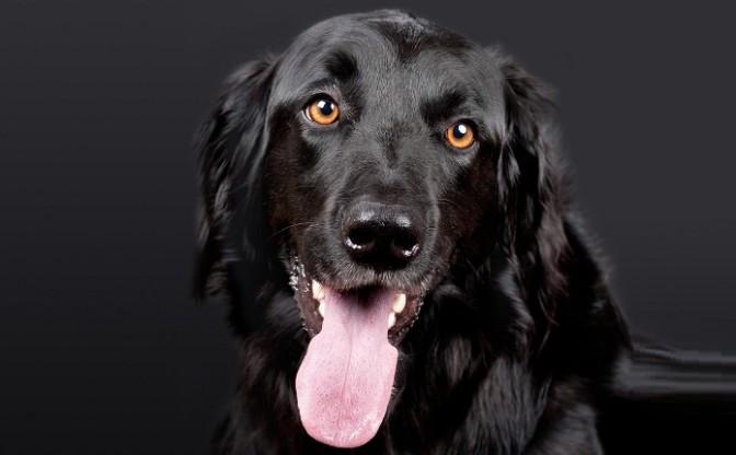 Campania “pet friendly”: trend e accessori per animali su DMC Shop – CasertaWeb