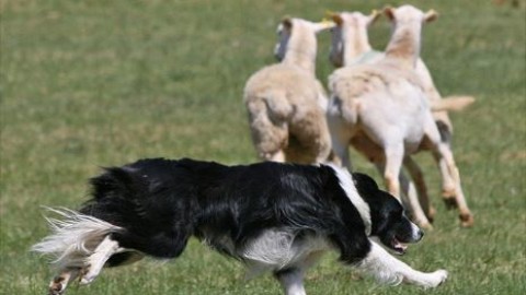 A Morterone va in scena il Campionato dei cani da pastore – Giornale di Lecco