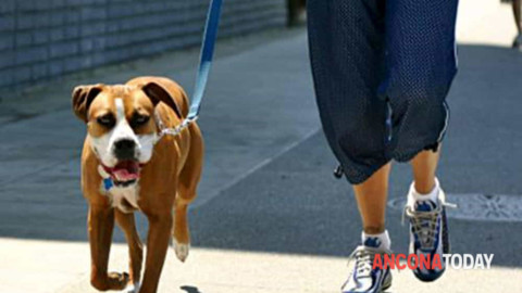 Il cane la fa, il padrone non la raccoglie: multati da agenti in borghese – AnconaToday
