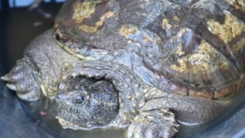 Arconate (Milano): Tartaruga azzannatrice trovata in un parco – www.amoreaquattrozampe.it (Blog)