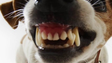 Ladispoli, cani aggressivi: scatta l'ordinanza di valutazione … – BaraondaNews