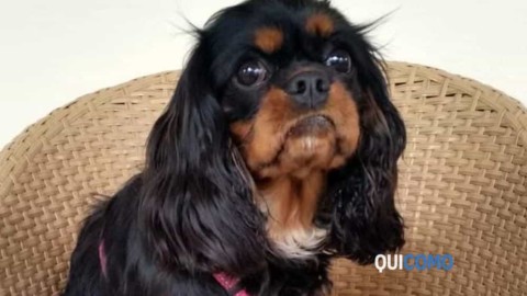 Lurate Caccivio, cagnolina azzannata e uccisa da due cani: ferita … – QuiComo