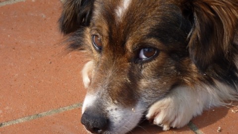 Il Comune dà fino a 50 euro al mese per l'adozione dei cani … – gonews