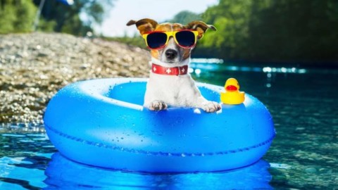 Portare il proprio gatto in vacanza? – Montecarlonews.it – MontecarloNews.it