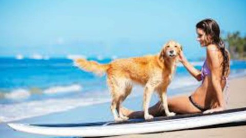 Positano cane in spiaggia morde bambina, arriva la Capitaneria di … – Positanonews