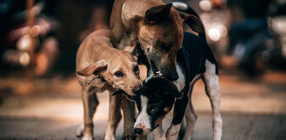 cani-pixabay-960x640