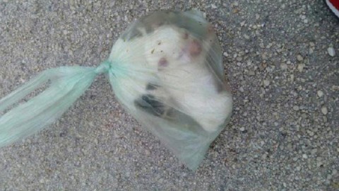 Cuccioli di cane in un sacchetto chiuso: l'orrenda scoperta nell … – Scrivo Libero