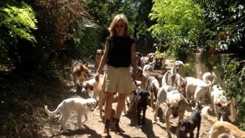 Casa selvatica, 60 cani al centro di una contesa: “Chiudiamo”. Il … – CesenaToday