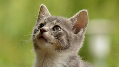 Gatti, perché la loro compagnia fa bene alla salute – Salute24 – Il Sole 24 Ore