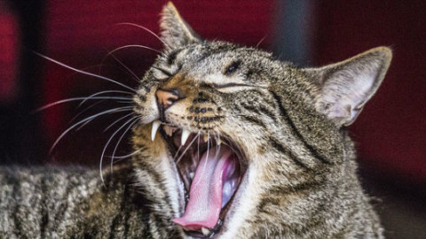 Gatti: come spazzolare i denti senza rischi – GreenStyle