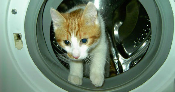 Gatto lavatrice
