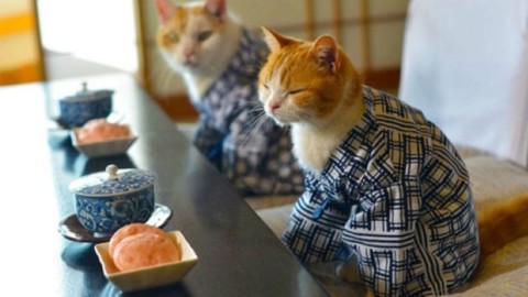Nei cat hotel giapponesi la regola è «non disturbare il felino» – Il Sole 24 ORE