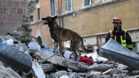 Il cane Kaos non è stato avvelenato, per l'autopsia è morto di infarto – Sky Tg24