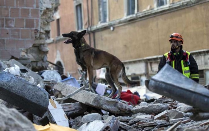 Il cane Kaos non è stato avvelenato, per l'autopsia è morto di infarto – Sky Tg24