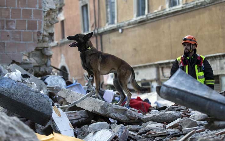 I cani eroi di Amatrice