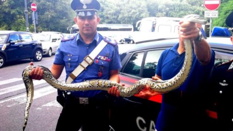 Florida, fauna decimata da un “super serpente” ibrido di pitone – Sky Tg24