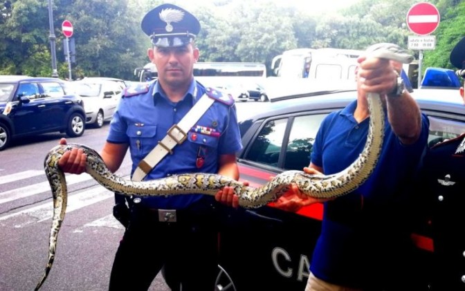 Florida, fauna decimata da un “super serpente” ibrido di pitone – Sky Tg24