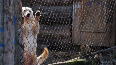 Cani e gatti in vacanza: i consigli del veterinario e di chi li ospita in … – Sky Tg24