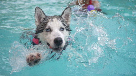 Cani: i benefici dell'idroterapia – GreenStyle
