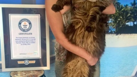 Barivel, il gatto più lungo del mondo – tio.ch