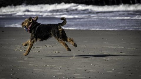 Cani e gatti in viaggio: gli obblighi sanitari richiesti – BergamoNews.it