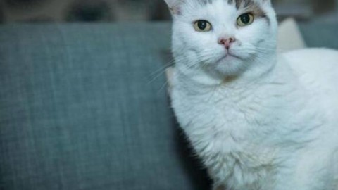 Theo, Gatto dell'anno così salvò la sua padroncina – Corriere della Sera