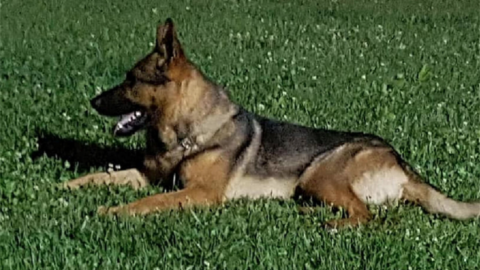 Il cane di Amatrice Kaos è morto per un infarto – Lettera43