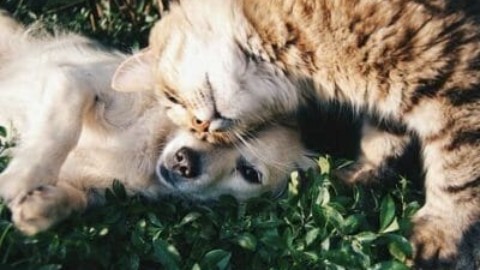 Tutto sugli animali da compagnia: specie, cure e consigli utili – TuttoGreen