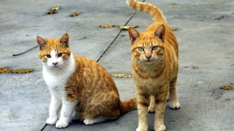 Montefranco: “Siamo invasi dai gatti”, l'Asl risponde: “Troppo pochi … – TerniToday