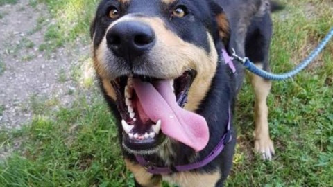 Gattini e cani: estate lunga per chi è in cerca di padrone foto – Reggiosera