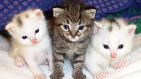 Killer dei gatti, l'Enpa replica all'indagata: “Nostra denuncia basata … – BergamoNews.it