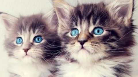Gatti nel freezer, seviziati e uccisi: Enpa denuncia una 41enne di … – Affaritaliani.it