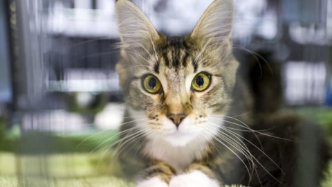 In vacanza con il gatto: mete e consigli a misura di felino – Today – Today