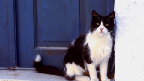 Grecia, cercasi accarezzatore di gatti – Vanity Fair.it