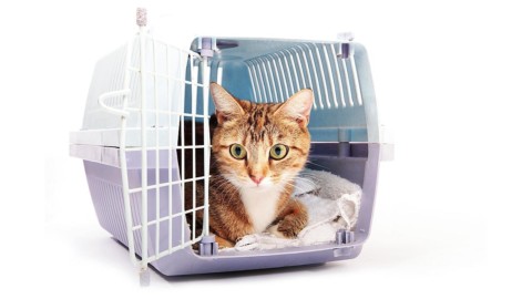 Il gatto in viaggio – Cose di Casa