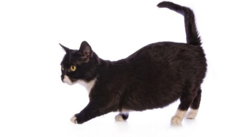 Munchkin, il gatto bassotto – FocusJunior.it