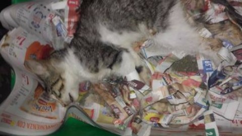Roma, è allarme cani e gatti randagi: “A Muratella gli animali muoiono” – Affaritaliani.it