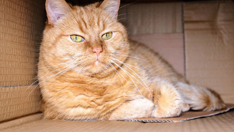 Tiragraffi per gatti: 3 materiali alternativi dal riciclo – GreenStyle
