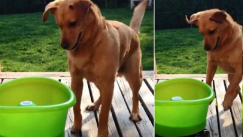 Video cani: impazzito per il gioco, cane conquista la rete – www.amoreaquattrozampe.it (Blog)