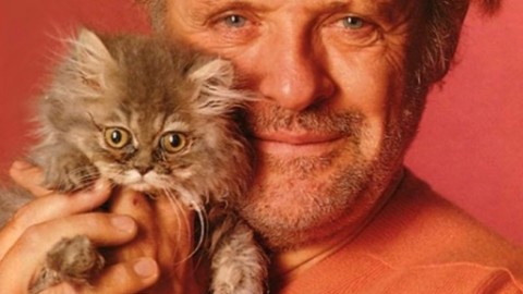 Oggi “giornata dei gatti”: solo il Comune non li ama… – NotiziaOggi Vercelli