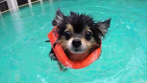Come proteggere Fido dal caldo – Il Secolo XIX