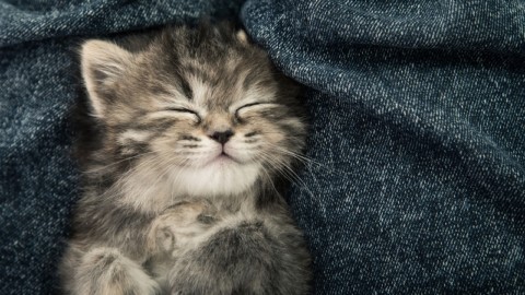 Cat Hotel: arriva l'albergo dove puoi dormire con i gatti – DeAbyDay.it (Blog)
