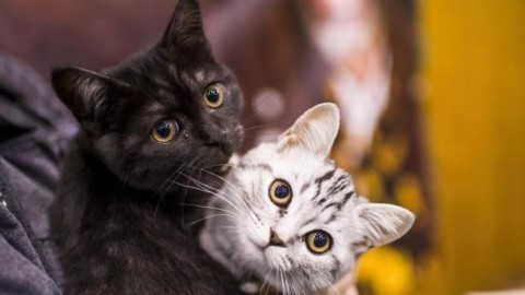 E' la giornata del gatto, Micio spopola sui social – Alto Adige
